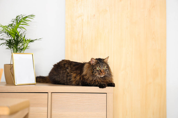 Lindo gato con marco en blanco en inodoro en casa - Foto, Imagen