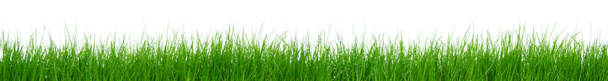 Zielona trawa na białym tle  - Zdjęcie, obraz
