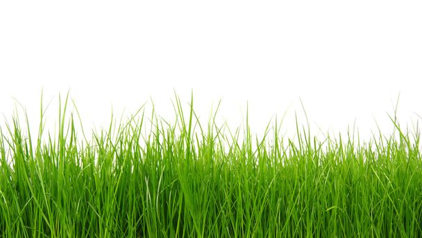 Green grass on white background  - 写真・画像