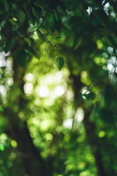 Крупним планом красивий вид на природу зелений лист Бодхі на розмитому зеленому фоні в саду з копіювальним простором, використовуючи як концепцію фонової обкладинки. - Фото, зображення