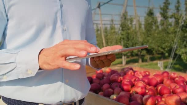 Elma bahçesindeki dijital tablete göz atan satış temsilcisini kapat - Video, Çekim