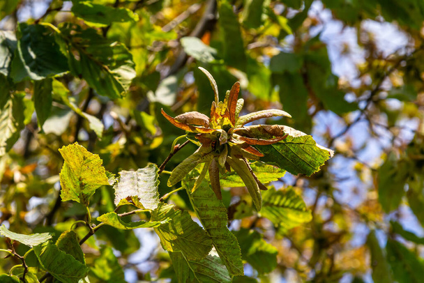 Rama de un carpe Carpinus betulus con inflorescencia descendente y hojas en otoño, foco seleccionado, profundidad de campo estrecha, espacio de copia en el fondo borroso. - Foto, imagen