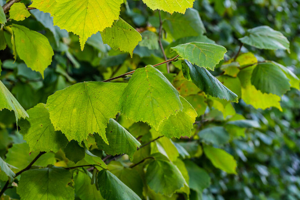 Verse groene Hazelaar bladeren close-up op tak van de boom in het voorjaar met doorschijnende structuren tegen wazige achtergrond. Natuurlijke achtergrond. - Foto, afbeelding