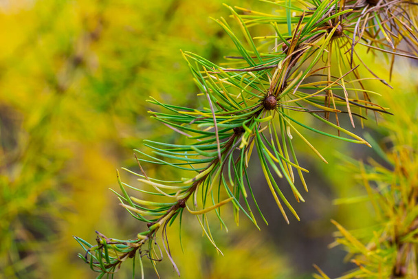 Žlutá modřínová větev s borovým kuželem na podzim v mokrém lese. - Fotografie, Obrázek