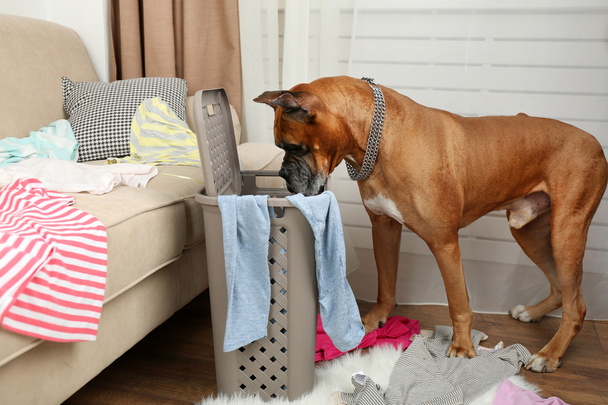 Dog demolishes clothes in messy room - Foto, imagen