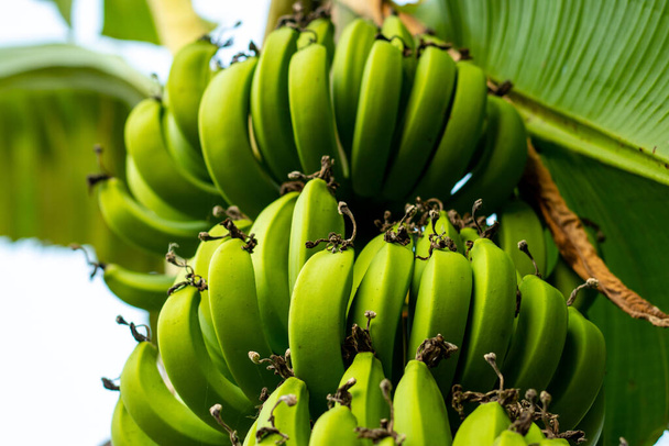 Rohe, grüne, reife Bananen sind reich an Kalium, das eine große Rolle bei der Herzgesundheit spielt. Rohe Bananen sind mit mehreren lebenswichtigen Nährstoffen beladen und haben viele gesundheitliche Vorteile - Foto, Bild