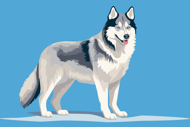 Thoroughbred Siberian Husky dog in full length. Dog breed vector illustration - Vector, Image