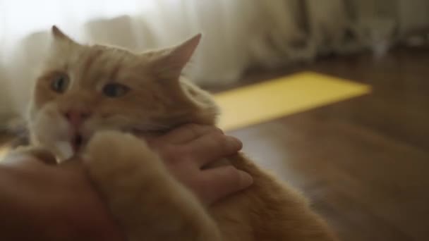 Gatto zenzero arrabbiato attacca una mano di uomo a casa e lo morde, giocando a casa con un animale domestico, il gatto mostra aggressività. - Filmati, video
