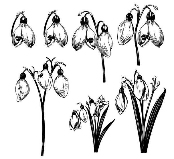 Colección de flores de primavera. Clipart conjunto de bocetos de nevadas. Ilustración vectorial dibujada a mano aislada en blanco. - Vector, imagen