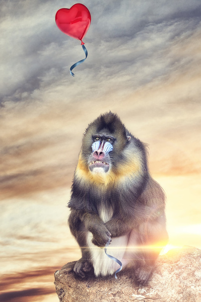baviaan ziet eruit als een ballon ontsnapt met hart vorm - Foto, afbeelding
