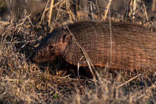 Armadillo in Pampas countryside environment, La Pampa Province, Argentina. - Photo, Image