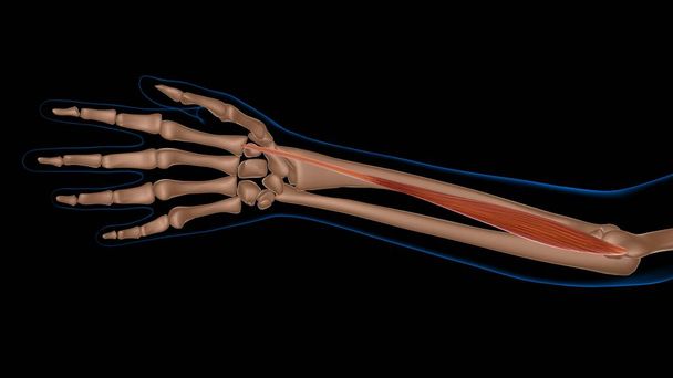 lidská ženská svalová anatomie pro lékařské pojetí 3D ilustrace - Fotografie, Obrázek