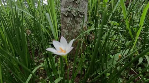 Zephyranthes (Also called fairy lily, rain flower, zephyr lily, magic lily) with a natural background - Кадри, відео