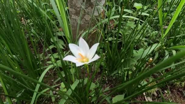 Zephyranthes (Also called fairy lily, rain flower, zephyr lily, magic lily) with a natural background - Кадры, видео