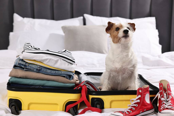 Utazás háziállattal. Kutya, ruha, cipő és bőrönd az ágyon zárt térben - Fotó, kép