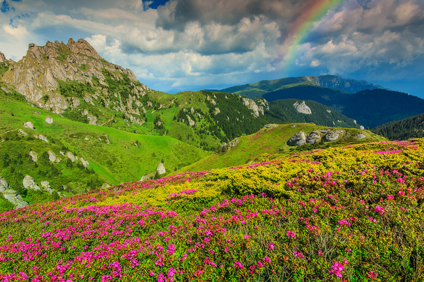 Impressionante rosa rododendro flores nas montanhas, Ciucas, Cárpatos, Roménia
 - Foto, Imagem