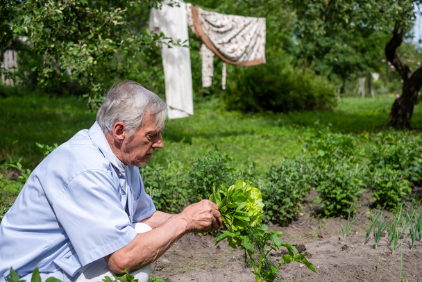 V důchodu senioři sklízejí špenát a salát na zahradě a mají aktivní životní styl a udržitelné koníčky a zdravou stravu. Kvalitní fotografie - Fotografie, Obrázek