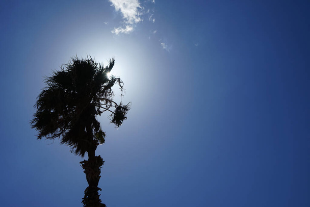 Пальма Вашингтона на тлі блакитного неба та яскравого сонця у вересні. Washingtonia robusta, мексиканська фан-пальма, мексиканська washingtonia або skyduster - пальма. Острів Родос, Греція - Фото, зображення