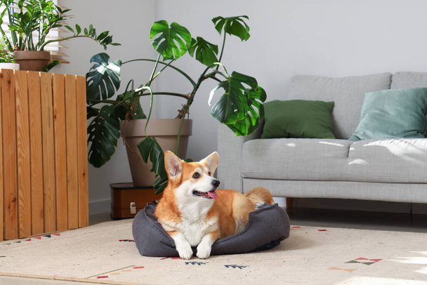 Χαριτωμένο Corgi σκυλί με κατοικίδιο ζώο κρεβάτι στο σπίτι - Φωτογραφία, εικόνα