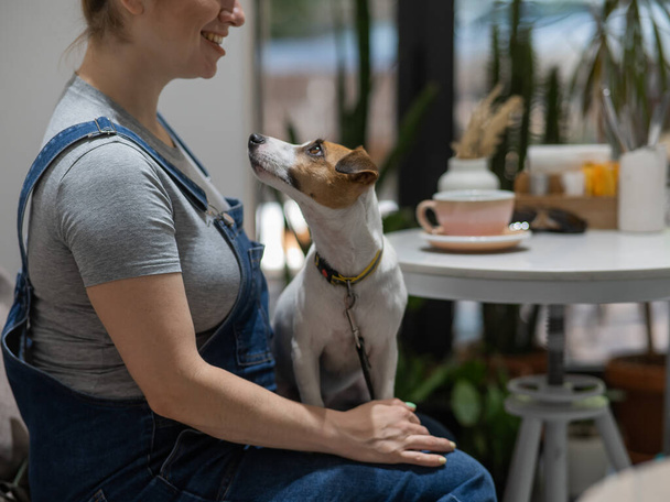 Jack Russell Terrier sitting on the lap of the owner in a cafe. Pregnant woman drinking coffee in dog friendly cafe - Photo, image