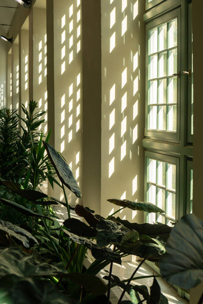 古いウィンドウの隣のヤシの葉の閉鎖. 抽象的な最小限のインテリアデザインの背景の装飾テンプレートモックアップ. エコロジーのエキゾチックな植物の概念. 温かい日差しが緑色の窓を通って影を照らしています. 屋内植物園の審美的な緑の植物 - 写真・画像