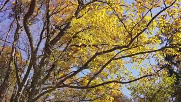 Sonbahar ormanı, sarı yaprakların güzel manzarası, doğa arka planı.  - Video, Çekim