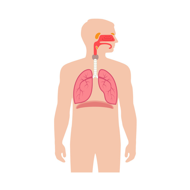 Respiratory system - Vector, Image