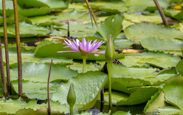 Lotus lilly purple на воді красивий, вибірковий фокус і м'який фон
 - Фото, зображення