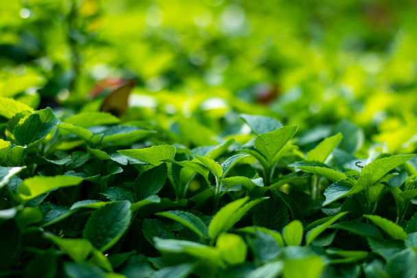 Φυσικό μοτίβο ή φόντο του Ageratum houstonianum ή bluemink close-up άγρια φύλλα χόρτου. Ageratum houstonianum, κοινώς γνωστό ως λουλούδι νήμα, bluemink - Φωτογραφία, εικόνα