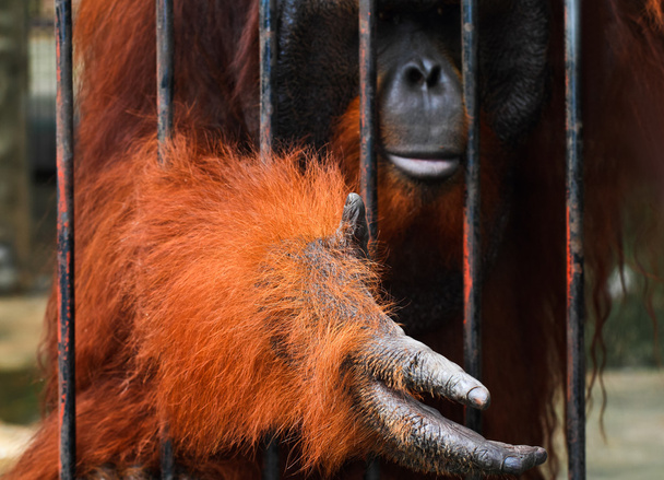 Orangutan - Photo, Image
