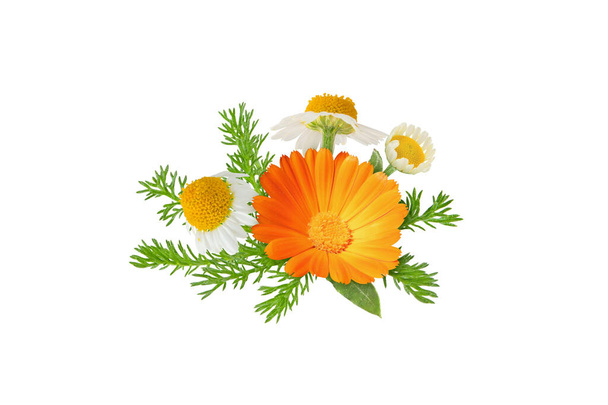Camomille et calendula fleurs et feuilles bouquet isolé sur blanc. Marguerite blanche et souci en pot en fleur. - Photo, image