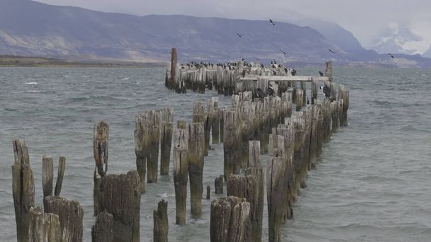 A kormoránok és más madarak egy régi mólón pihennek, ahogy a szél felkavarja a tavat.. - Fotó, kép