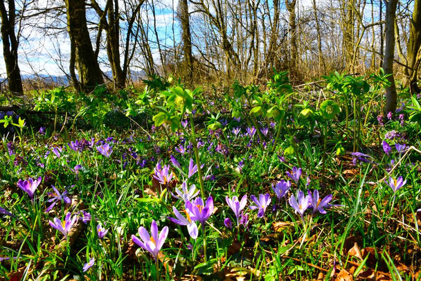 Forest with purple spring crocus (Crocus vernus) and green Helleborus odorus flowers - Photo, Image