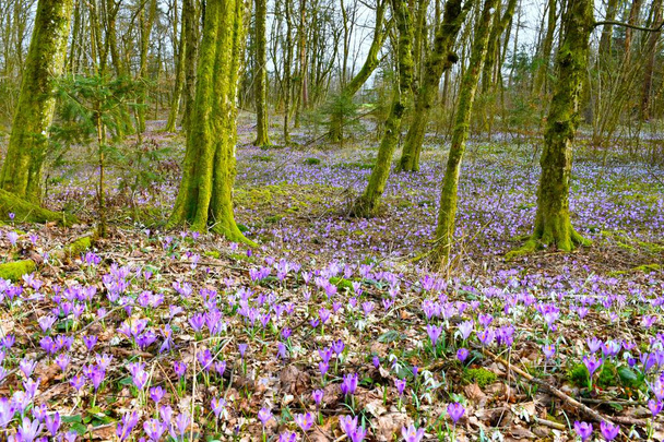 春のヨーロッパのホルンビーム森 紫色の春のカラス(クロッカスベラス) 地面を覆う花 - 写真・画像