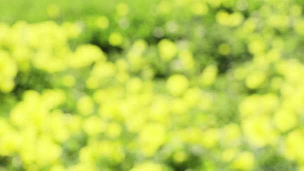 Fondo desenfocado de flores de primavera. Las plantas con flores de color amarillo brillante borrosas se balancean en el viento. Verde amarillo primavera pradera bokeh. - Metraje, vídeo
