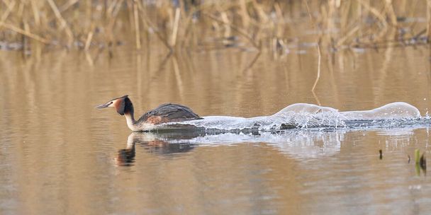 Great Crested Grebe (Podiceps cristatus) cavorting across the water during the spring courtship on a lake in the Somerset Levels, Somerset, United Kingdom. - Photo, Image