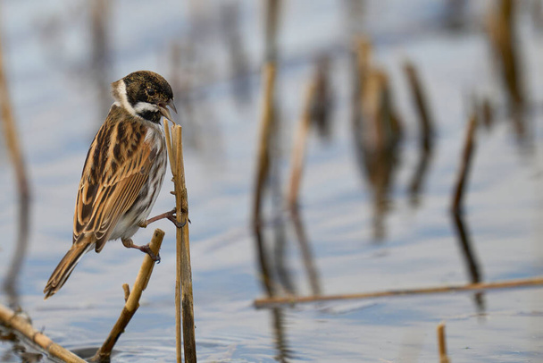 Male Reed Bunting (Emberiza schoeniclus) foraging for food on a cut down reedbed on the Somerset Levels in Somerset, United Kingdom. - Photo, Image