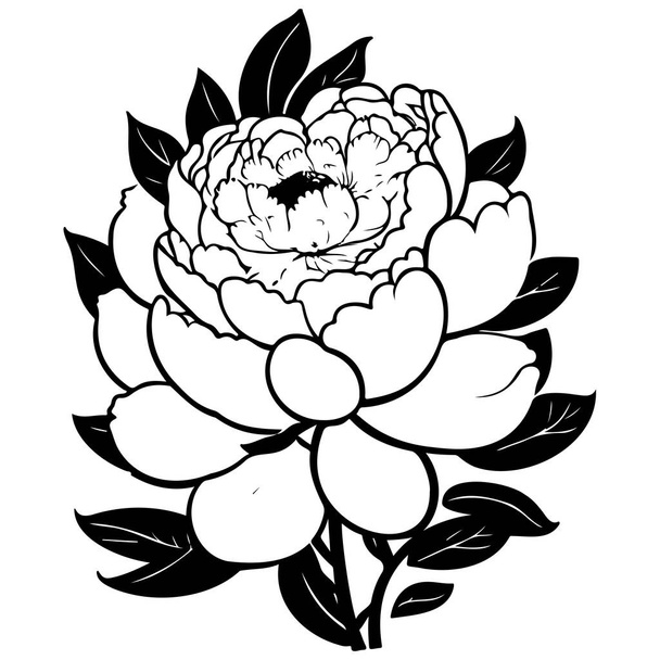 doodle Peony primavera verão flores ilustração esboço desenhar elemento - Vetor, Imagem