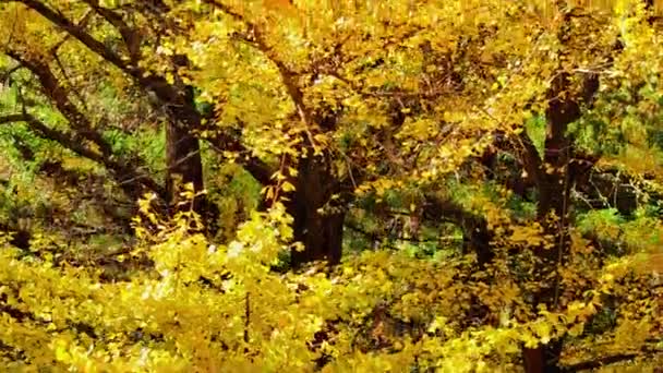 лісові дерева красивий вид в парку  - Кадри, відео