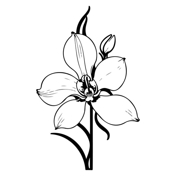 outline doodle orchid flower leaf illustration sketch hand draw element - Vector, Image