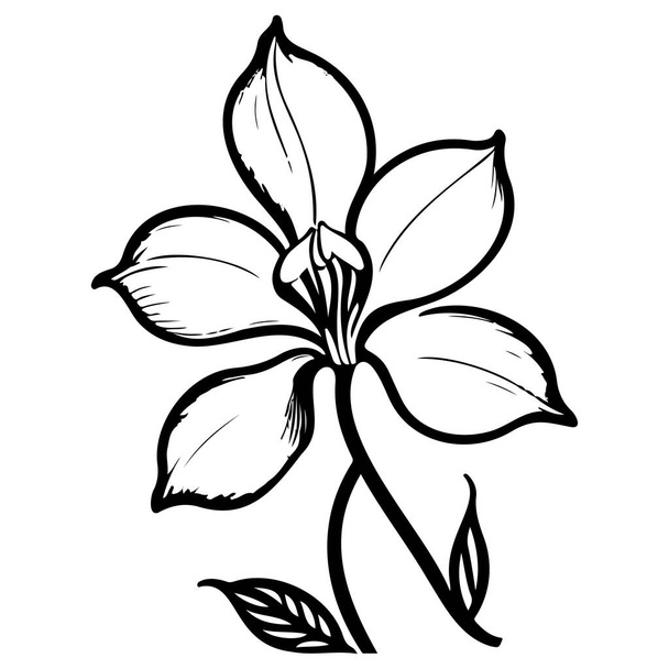 περίγραμμα ορχιδέα λουλούδι φύλλο εικονογράφηση σκίτσο στοιχείο σχεδίασης - Διάνυσμα, εικόνα