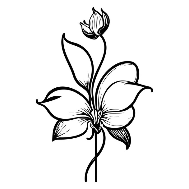 περίγραμμα ορχιδέα λουλούδι φύλλο εικονογράφηση σκίτσο στοιχείο μαύρο - Διάνυσμα, εικόνα
