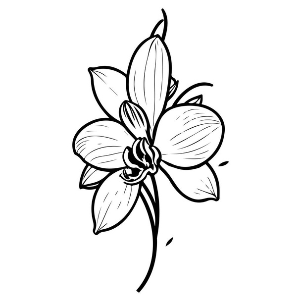 esboço doodle orchid flor folha ilustração esboço elemento preto - Vetor, Imagem