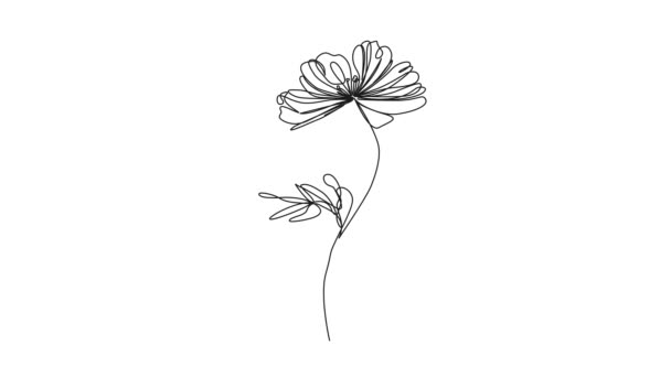 dibujo continuo animado de una sola línea de flor silvestre, animación de arte de línea - Metraje, vídeo
