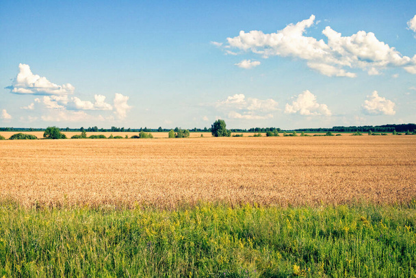 Un paisaje con cultivos dorados listos para la cosecha bajo un cielo azul salpicado de nubes blancas. - Foto, imagen