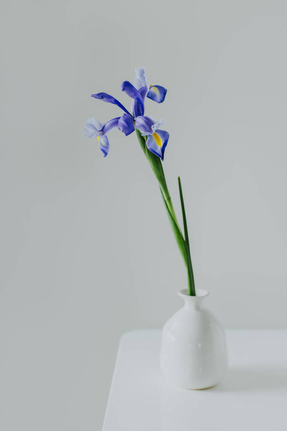 Όμορφο λουλούδι Iris σε ένα βάζο σε ανοιχτό γκρι φόντο. Ελάχιστη έννοια. Θέση για κείμενο. - Φωτογραφία, εικόνα