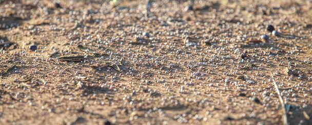 Granüllü gübreyle kaplı toprak. Seçici odak - Fotoğraf, Görsel