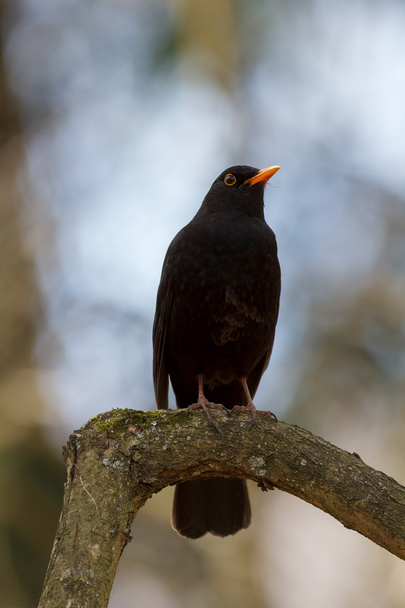 Pájaro negro común sentado en una rama
 - Foto, imagen
