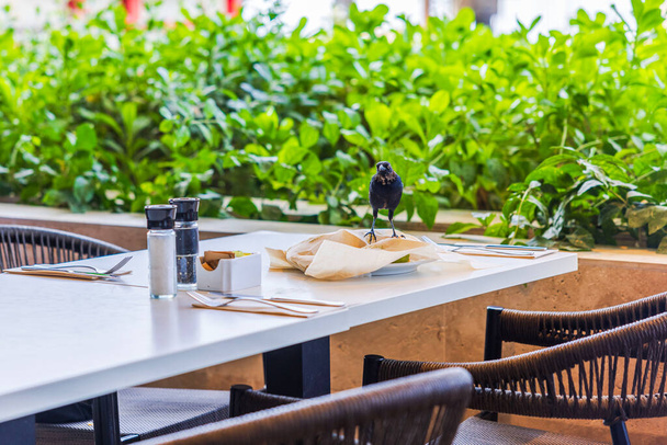 Kilátás egy trópusi madár ül az asztalon egy étteremben között maradványai étel és piszkos ételeket. Csirkefogó. - Fotó, kép
