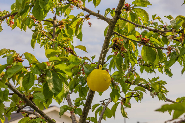 Close-up zicht op een gele kleverige plastic insectenval op een kersenboom. - Foto, afbeelding